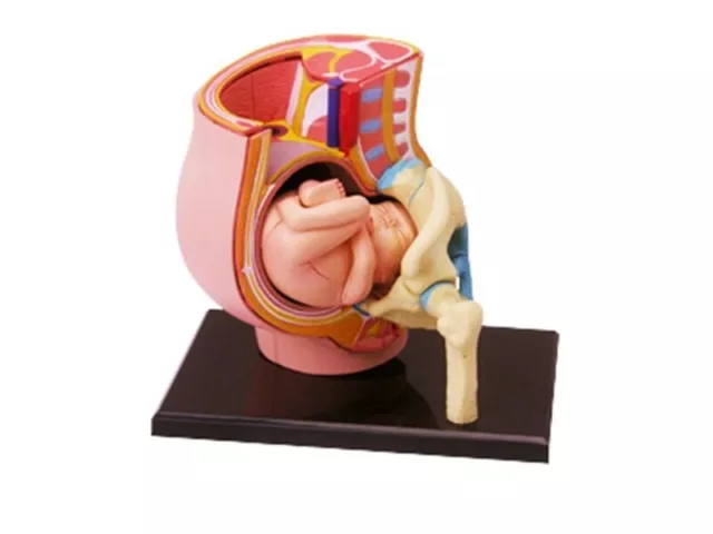 Human Anatomy Model Fetus Pelvis Pregnant Womb Reproductive System Educational