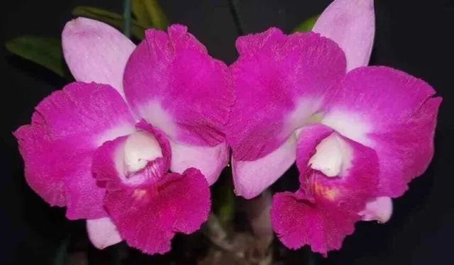 RON Orchid Cattleya C. Mini Song x Rlc. Coconut Ice 'Raspberry Halo 50mm HYBRID