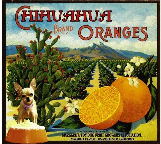 Marshall Canyon Chihuahua Toy Dog Orange Citrus Fruit Crate Label Art Print