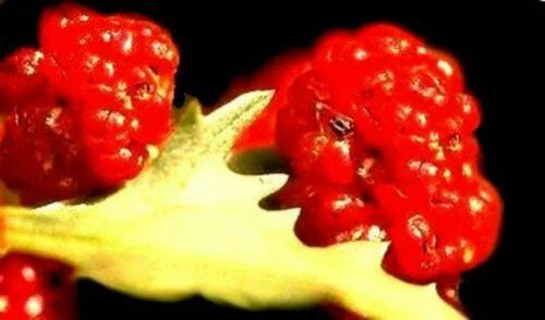 Erdbeerspinat Strawberry Spinach Samen Von Deine Gartenwelt