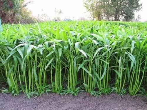 Kangkong 600 Seeds, River - Water Spinach, Ong Choy, Hung Choi, Swamp Cabbage