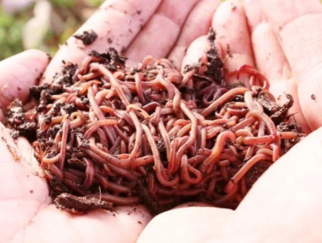 Live red wiggler worms, perfect for composting, fish bait and reptile food 200g