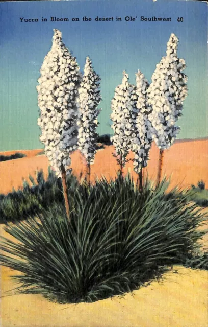 Tarjeta postal Yucca in Bloom in the Ole Southwest El Paso Texas desierto postal