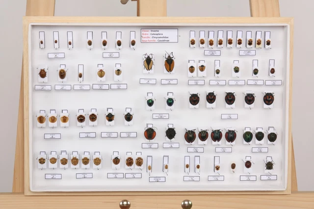 ENTOMOLOGIE COLLECTION MUSÉUM des insectes du monde Lot N° 29 ...