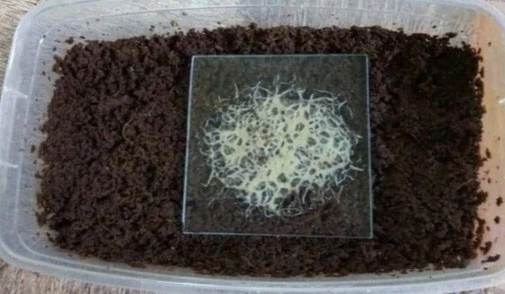 2 oz Grindal Worm Starter Culture Live Fish Food