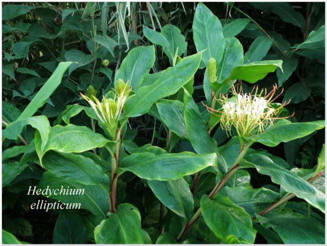 Hedychium ellipticum - rustique -1 plant 2