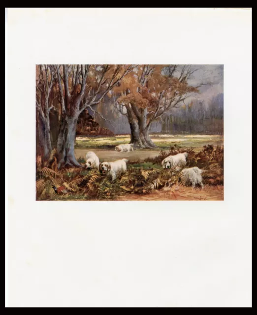 CLUMBER SPANIEL RARE OLD ANTIQUE BOOKPLATE DOG PRINT Artist REUBEN WARD BINKS