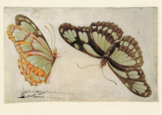 Kunstpostkarte: Maria Sibylla Merian - Zwei Schmetterlinge