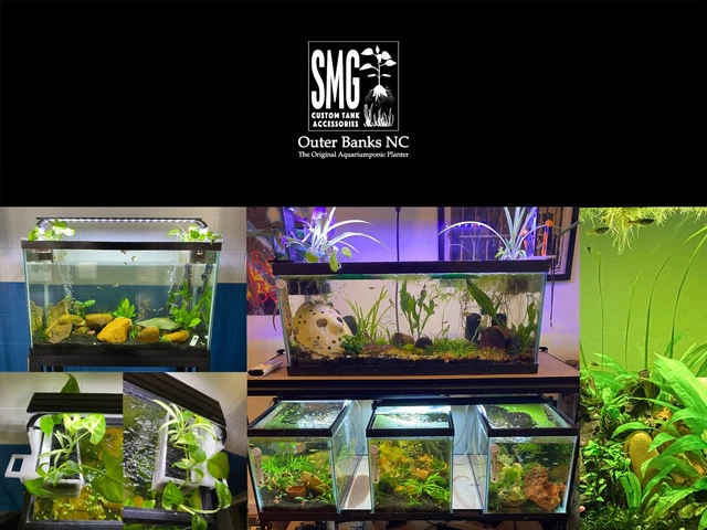 2 Glass Box Aquatics hang on the inside Aquaponic Planter - Aquarium Fish Tank