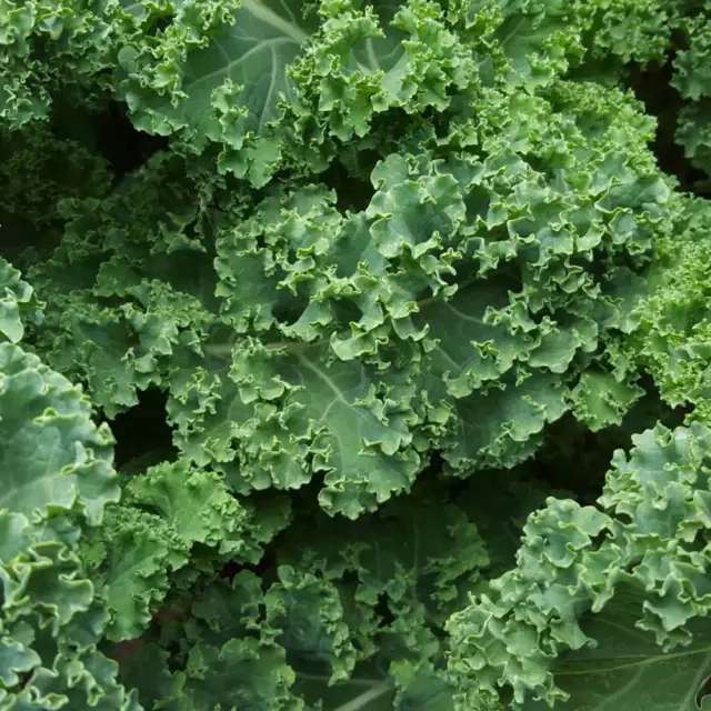 200 KALE SEEDS Dwarf Green Curly - Finest Quality UK Vegetable Seeds