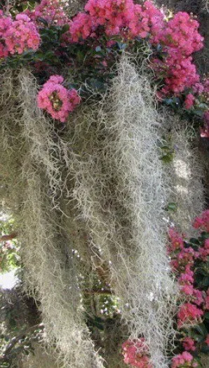 2 GAL. FRESH Florida Live Spanish Moss Air Plant Decorative Garden ...