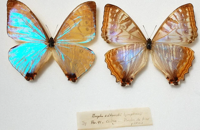 Morpho sulkowskyi lympharis (PAIR) from Cusco Peru