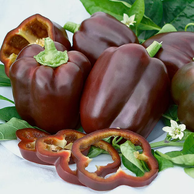 Seeds Pepper Chocolate Мiracle Giant Sweet Vegetable Organic Heirloom NON-GMO