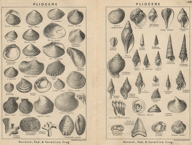 BRITISH FOSSILS. Pliocene. STANFORD 1913 old antique vintage print picture