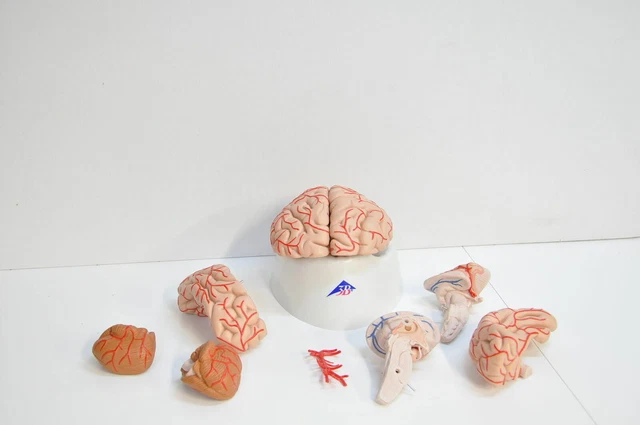3B Scientific Menschliche Anatomie Gehirn-Modell mit Arterien C20