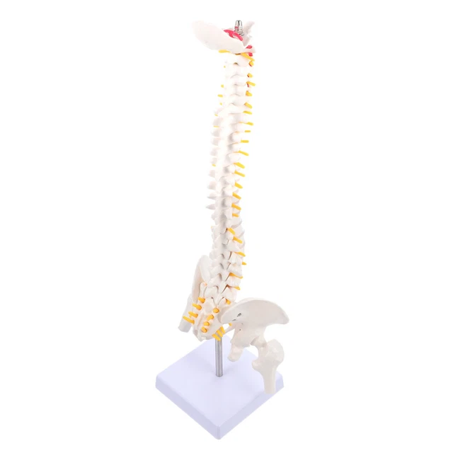 ANATOMICAL HUMAN SKELETON Spine Model Mannequins Body Cervical 35.43
