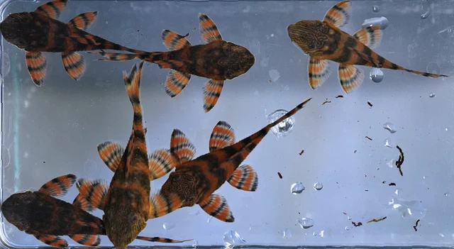 1.5" - L397 Alenquer Tiger Pleco | USA Tank Bred