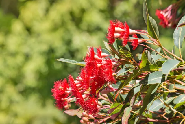 SAMEN Der rote Eukalyptus eine sehr attraktive Zierpflanze für den Wintergarten