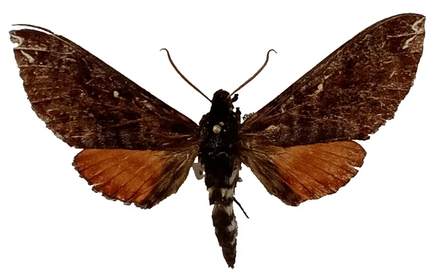 ENTOMOLOGIE SPHINGIDAE DOVANIA Poecilia Inops Nord Kivu Mâle EUR 60,00 ...