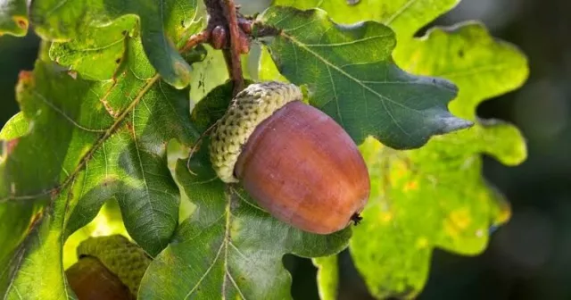 English Oak Acorns