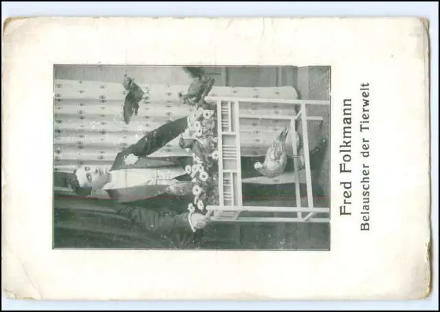 Y20492/ Fred Folkmann eavesdropper of wildlife pigeons postcard circa 1910