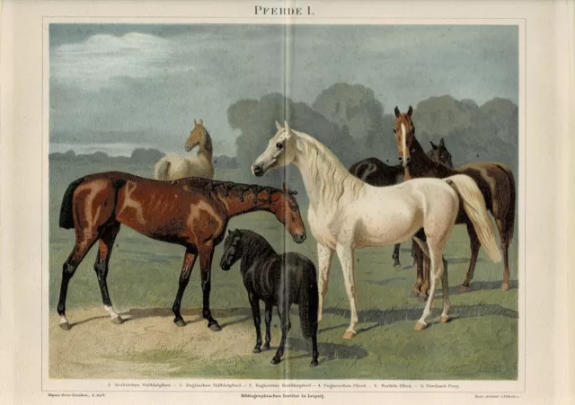Farbtafel PFERDE / ARABER / VOLLBLUT / SHETLAND-PONY Original-Lithographie 1888