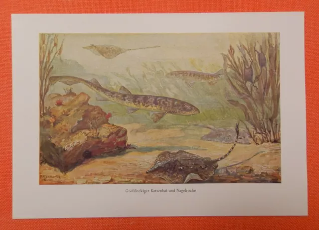 Katzenhai Scyliorhinidae Nagelrochen Rochen Hai  Fisch   Fische  Farbdruck 1914