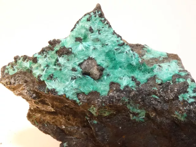 Belle Brochantite sur Goethite - 6.5x5cm Chili - minéraux collection pierre rare