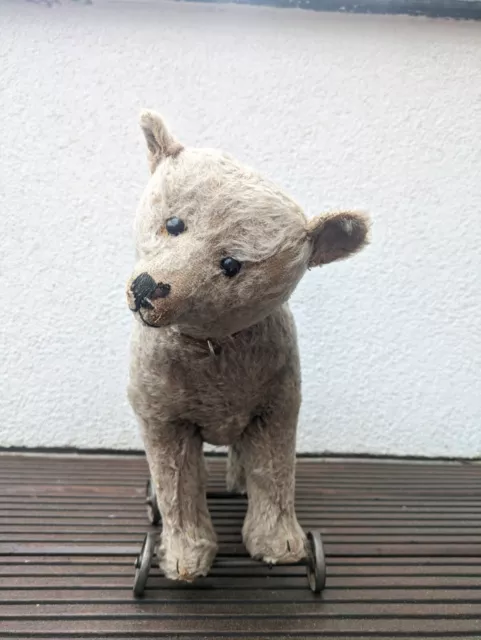 STEIFF-Bär, Kurzplüsch, braun, auf Rädern, ca. 25 cm Schulterhöhe