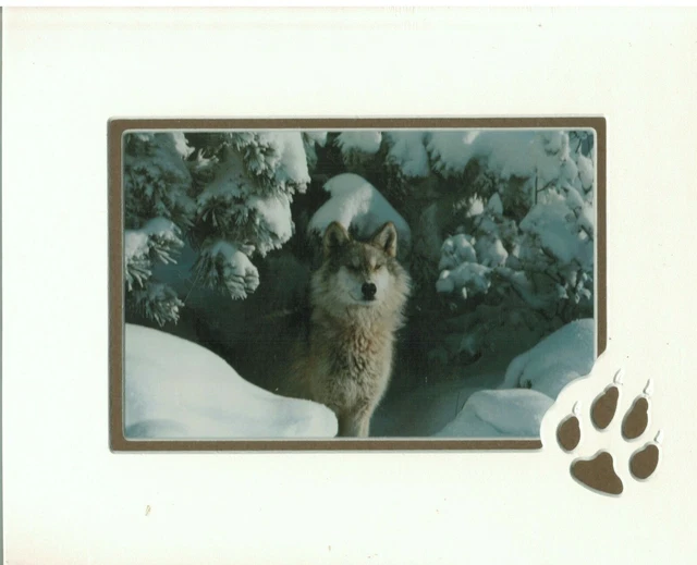 Wolf in Snow Art Print with Paw Print Matted 8x10 NOS Photo