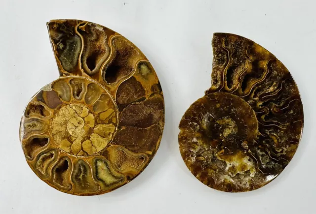 Pair Of Polished Ammonite Fossil Slices - Madagascar