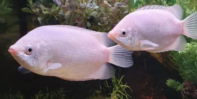 EXTRA LARGE PINK Kissing Gourami Live Tropical Fish aprox 9/10cm