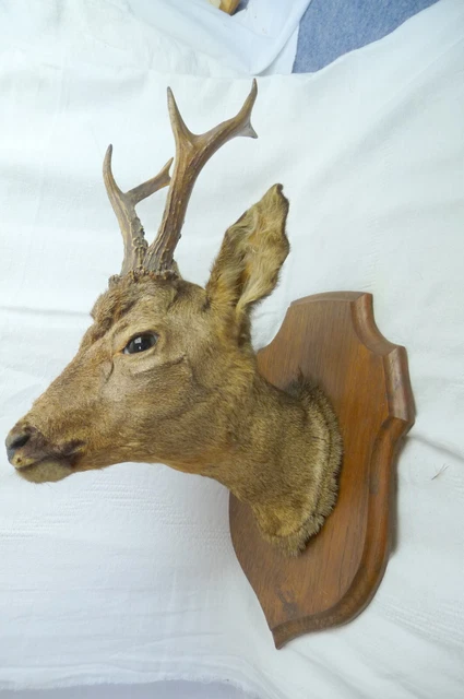 4 TROPHEE DE CHEVREUIL BROCARD TAXIDERMIE CHASSE - Massacres (13715430