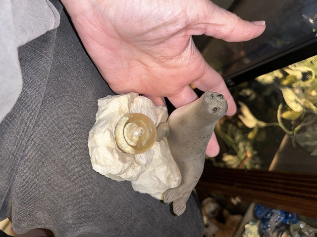 Vintage Harp Seal And Mom Ceramic ? Snow globe Figurine