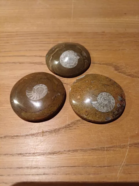 3 AMMONITE FOSSILIEN PLATTEN  rund  poliert