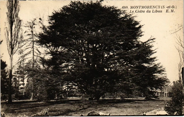CPA MONTMORENCY - The Cedre of Lebanon (107480)