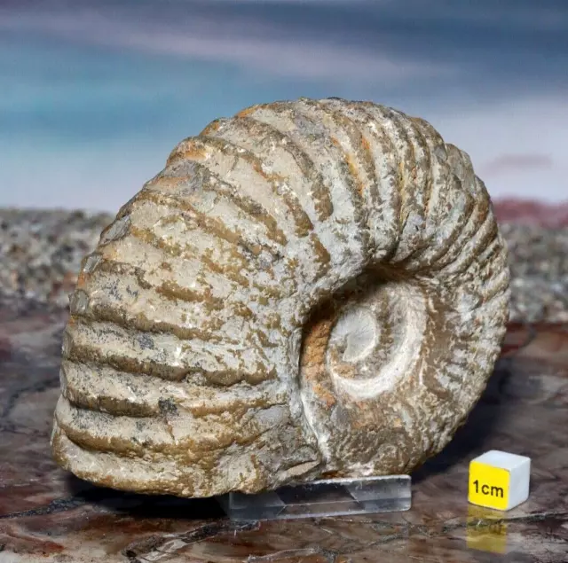 Superb  Ammonite Fossil - Real Jurassic Prehistoric Dinosaur Perisphinctes 571g 2