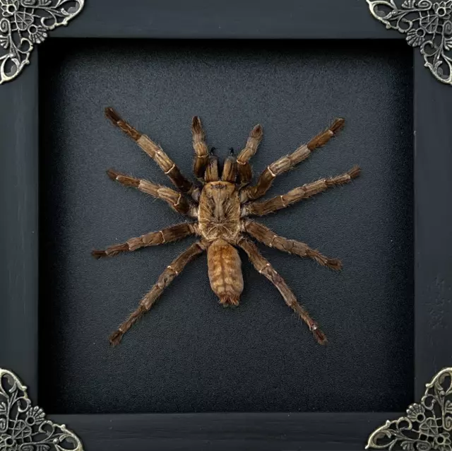 Real Framed Spider Tarantula Handmade Shadow Box Insect Frame Taxidermy Oddities