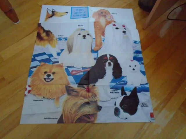 Dogs   25 By 20   Poster  Color