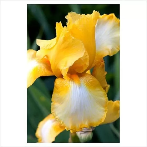 20 + Bicolor Amarillo Barbudo Iris/Flores Perennes / Germánico Iris Semillas de