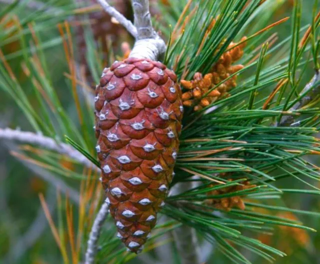 1 de Plante PINUS halepensis 10-15 CM Rare