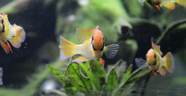 1 Pair (M/F) German Blue Ram Dwarf Cichlids Live Freshwater Fish (1-1.5")