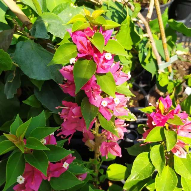 Bougainvillea Pagoda Pink ,plant rooty cutting