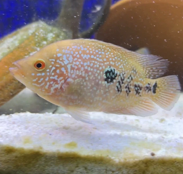 1 Live Unsexed FLOWERHORN Cichlid HYBRID Size Small 1-2" Inch Fish
