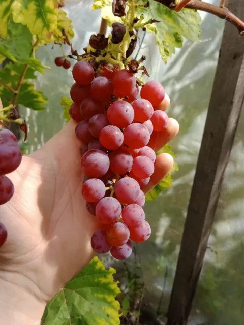 5 x Helena grape cuttings (Vitis vinifera) Early, resistant and productive