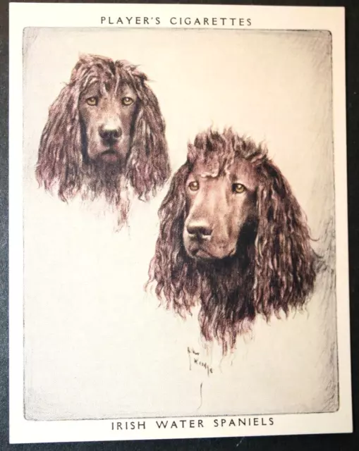 IRISH WATER SPANIEL  Vintage 1950's Illustrated Card  QC27M