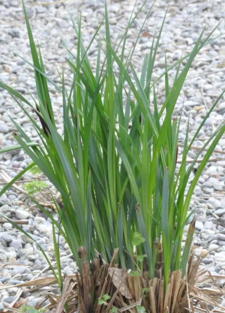 4x Filtersegge Segge reinigende Teichpflanzen für jeden Teich  Wassest  bis 20cm