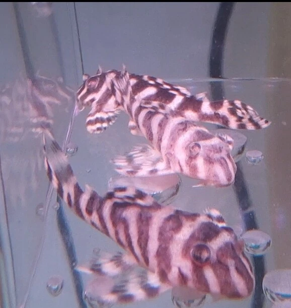 L333 King Tiger Pleco - Black and White. Live Guarantee