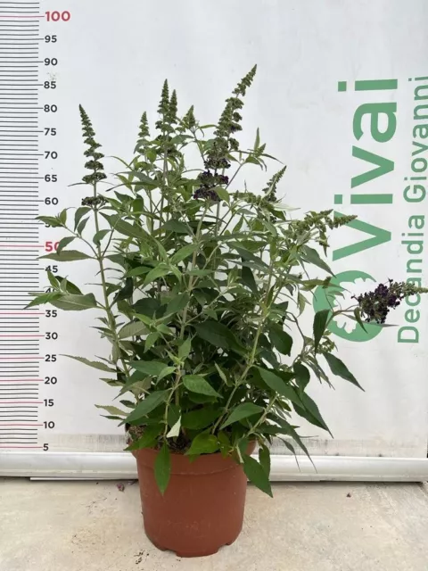 PIANTA DI BUDDLEJA V.24 (foto reale)