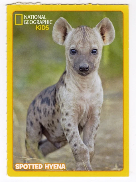NATIONAL GEOGRAPHIC ANIMAL & Birds Card. Spotted Hyena £2.61 - PicClick UK